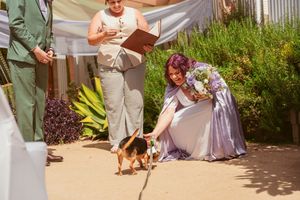 A small dog participates in an outdoor wedding ceremony while guests look on.