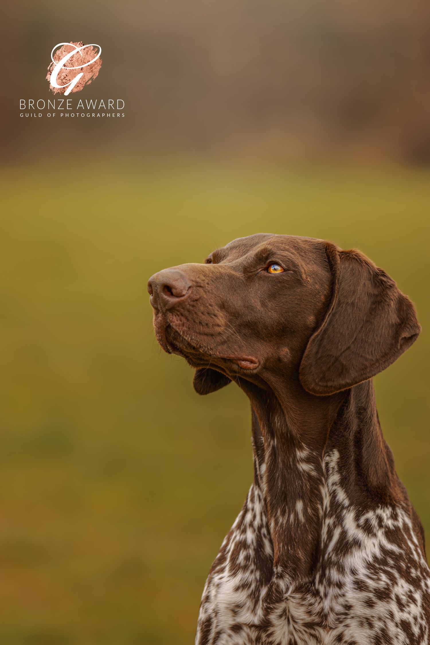 A striking portrait of a German Shorthaired Pointer dog with distinctive brown and white spotted coat looking alert.