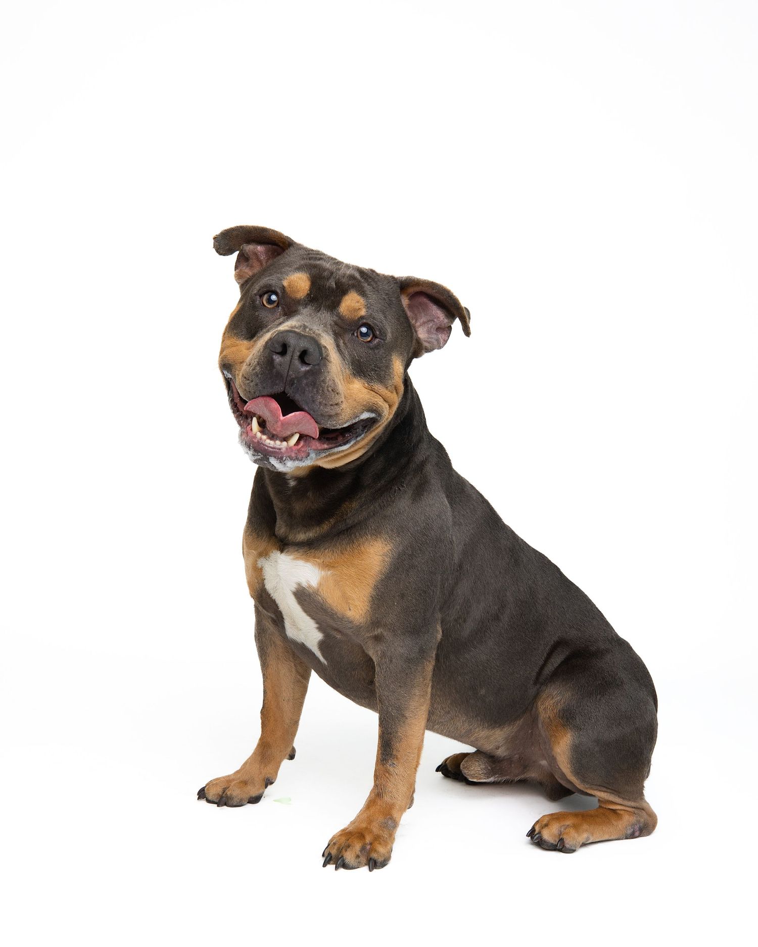 Rottweiler mix dog showing different poses and expressions on white background.