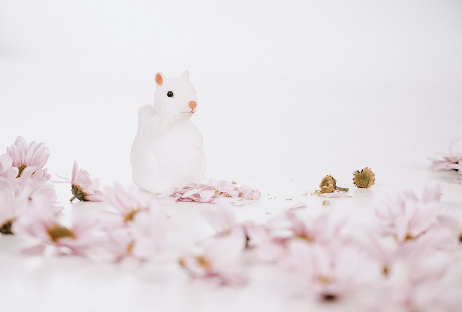 Eichhörnchen sitzt zwischen Blumen und wird im Fotostudio Gelsenkirchen-Hassel fotografiert