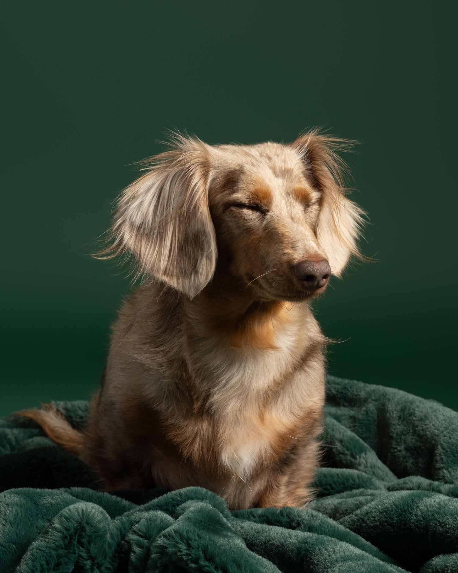 A fluffy long-haired dachshund sits contentedly on a green blanket against a dark green background.