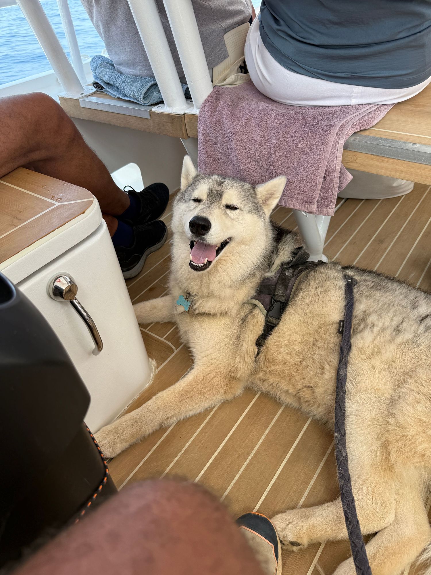 husky sur bateau en mer pour une excursion dans le golfe de porto