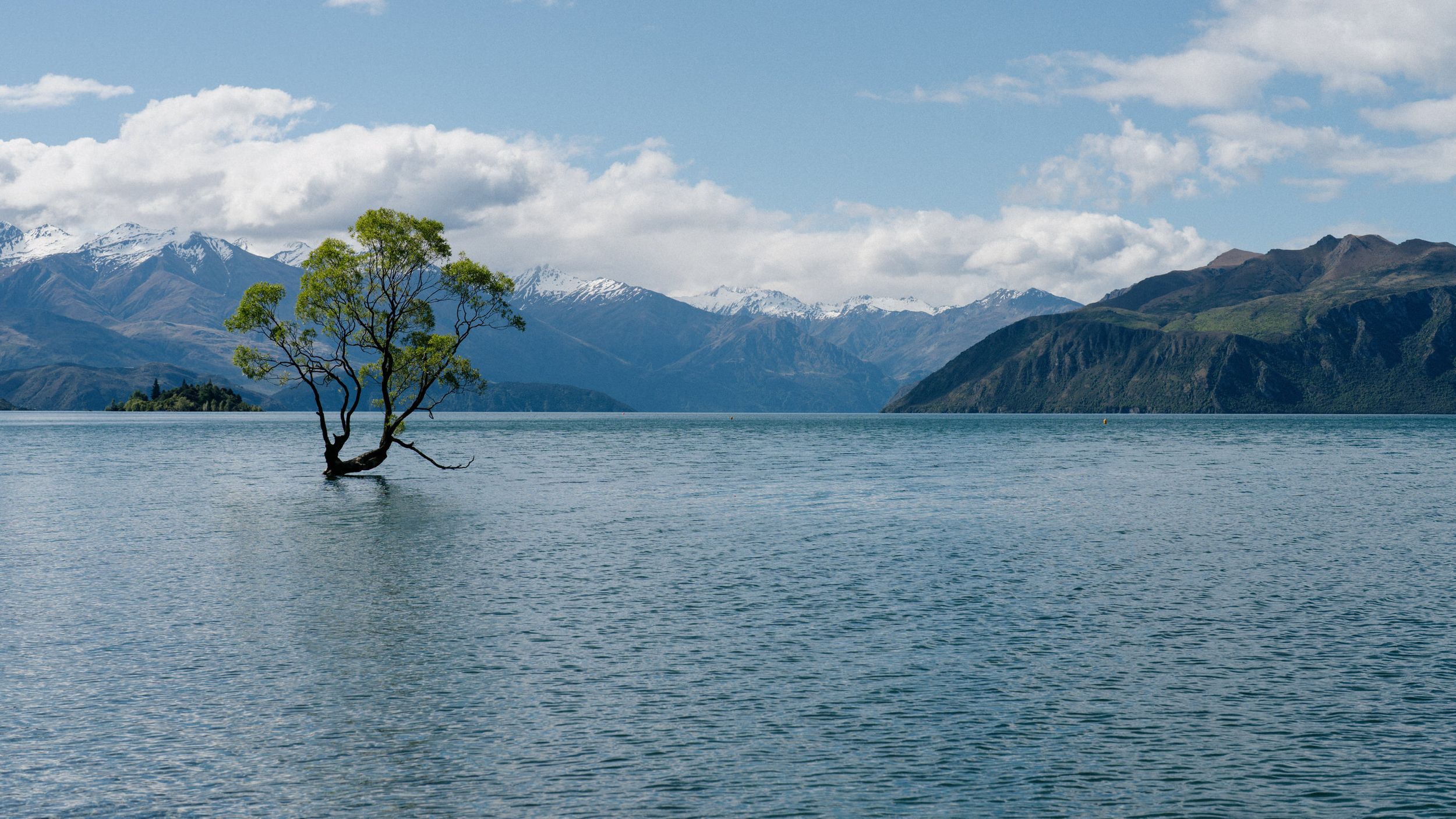 Lone tree stands in Lake Wanaka with snow-capped mountains forming dramatic backdrop.