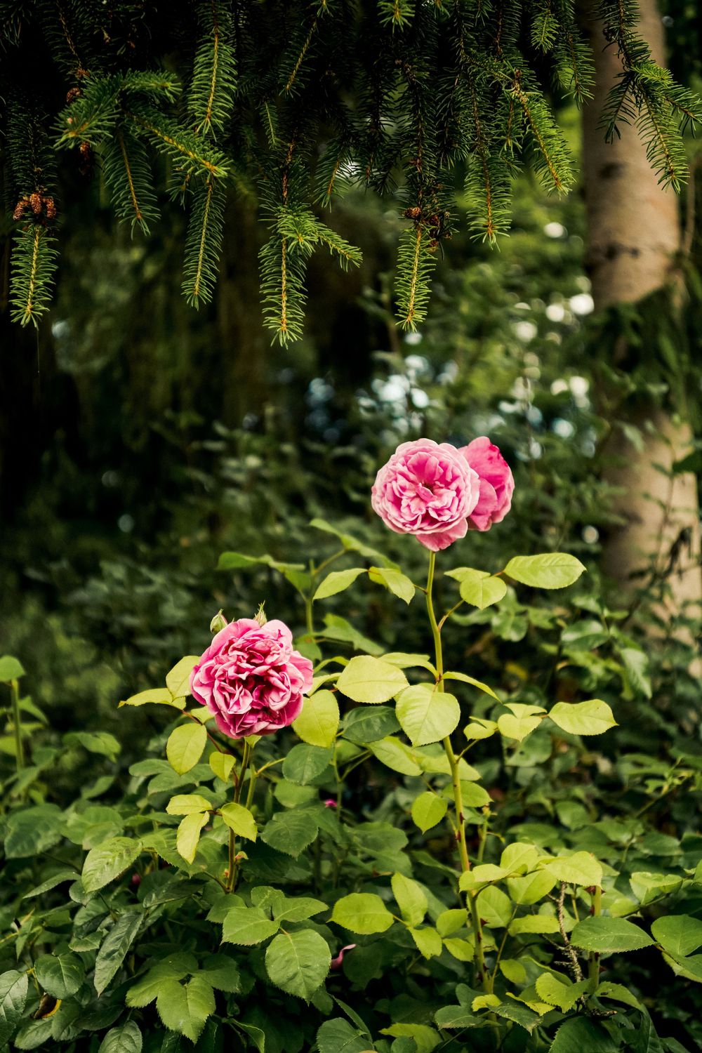 Pink roses blooming against dark green pine branches in a garden setting.