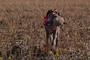 Farmer walking through a dry harvested cornfield on an autumn day with stalks and stubble visible.