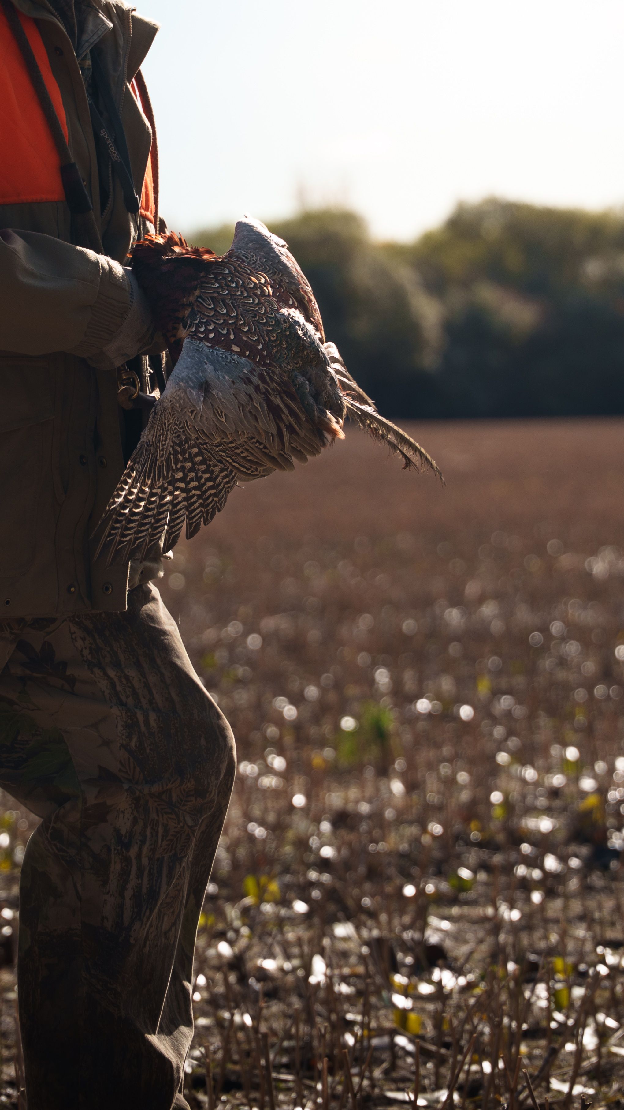 A turkey stands in a harvested cotton field at sunset with cotton bolls scattered across the ground.