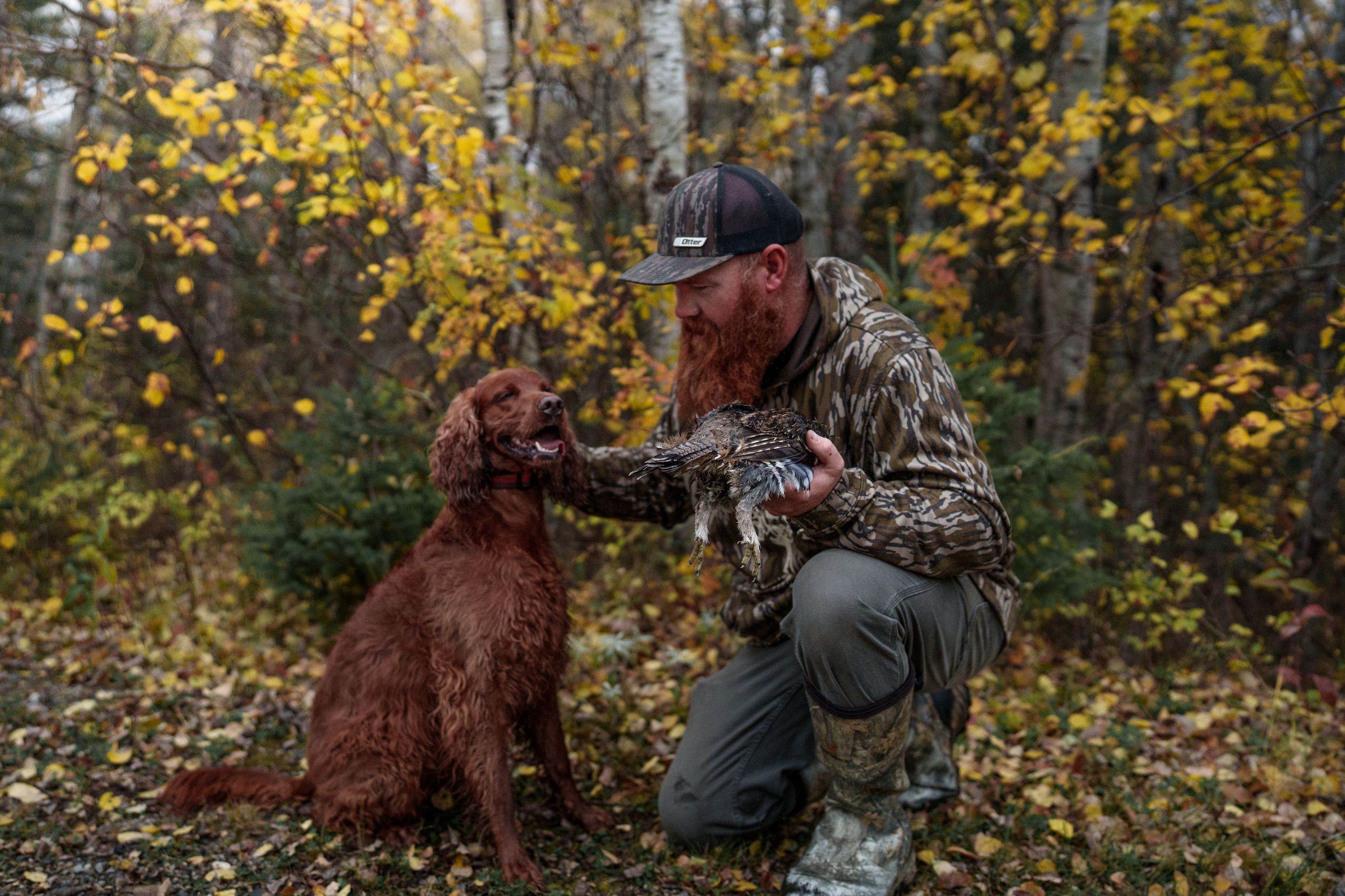 Irish Setter hunting dog retrieves a pheasant in autumn woods with golden foliage.