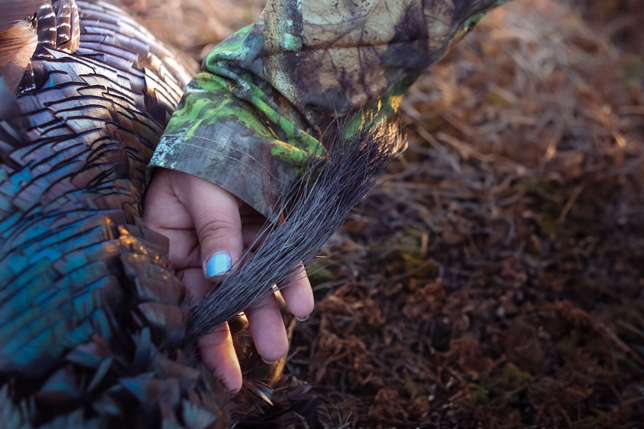 Close-up of hands holding wild turkey feathers in camouflage hunting gear.