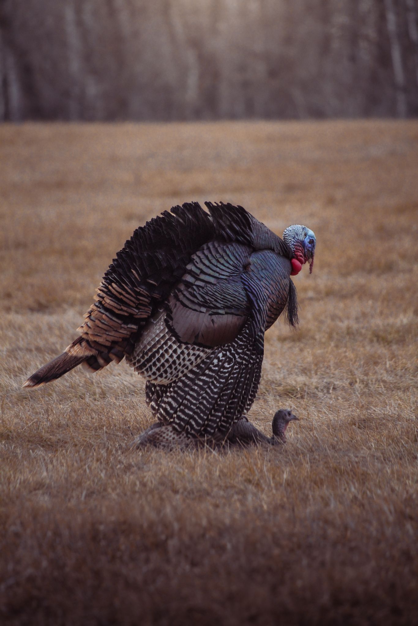 A wild turkey displaying its feathers while strutting in an autumn field.