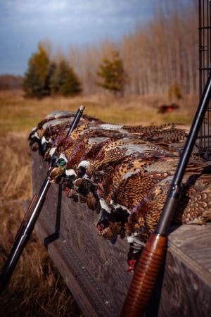 A row of harvested game birds and hunting rifles laid out in a field during hunting season.