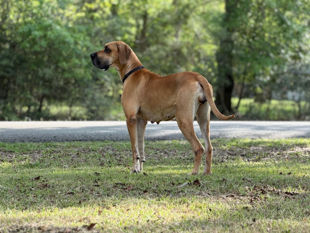 A lean tan dog with a red collar stands alert on grass with trees in the background.