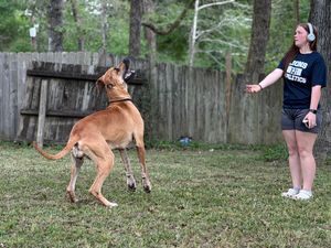 Young woman in athletic wear playing with a large tan dog in a backyard with wooden fence.
