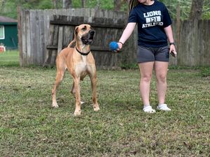 A large fawn Great Dane stands on green grass beside a woman in a Lions Athletics shirt holding a blue ball.