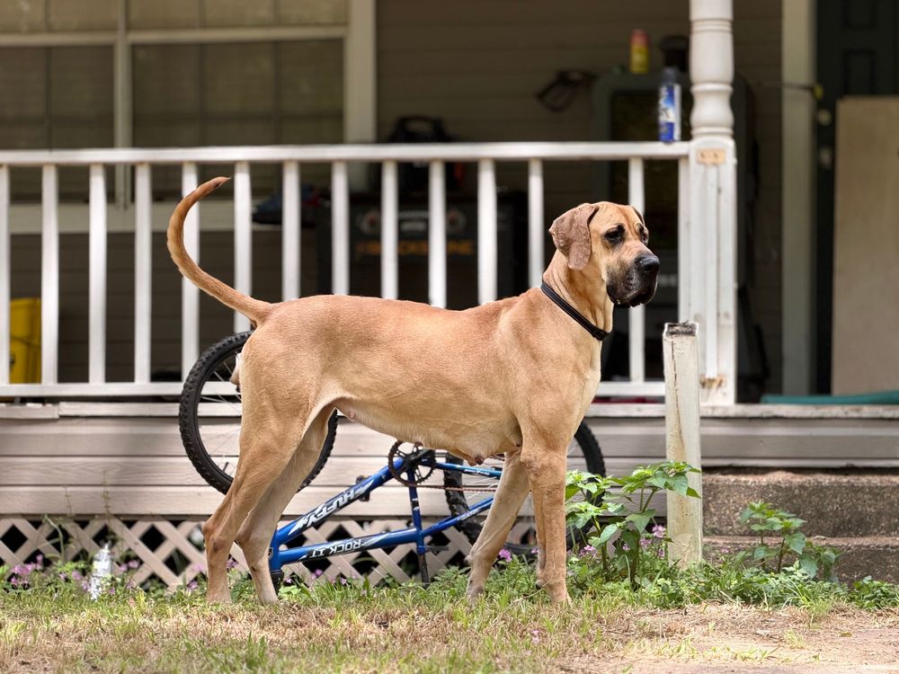 Large tan Great Dane dog standing outdoors near a blue bicycle in front of a white porch.