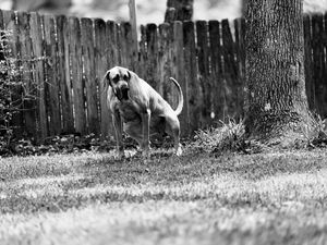 Black and white photo of a large hound dog standing in a grassy yard beside a wooden fence and tree.