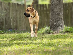A large tan Great Dane dog walking across a lush green grass yard with a wooden fence in the background.