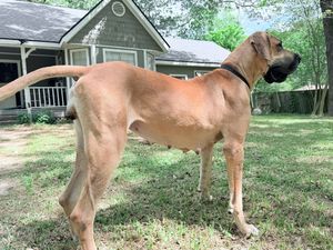 A large tan Fila Brasileiro dog stands in a grassy yard with a house in the background.