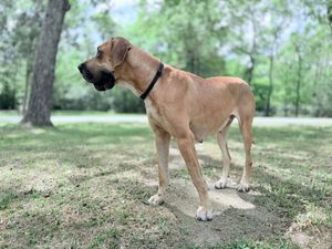 A large fawn Great Dane dog wearing a black collar stands alert in a grassy park with trees in the background.