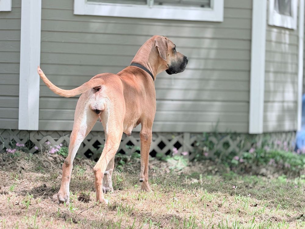 A large fawn Great Dane dog stands alertly in a yard beside a gray house with white trim.