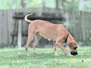 A tan dog sniffs the grass in a backyard with a wooden fence in the background.