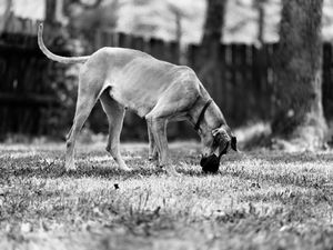 Black and white photo of a large dog sniffing the ground in a grassy yard with trees in the background.