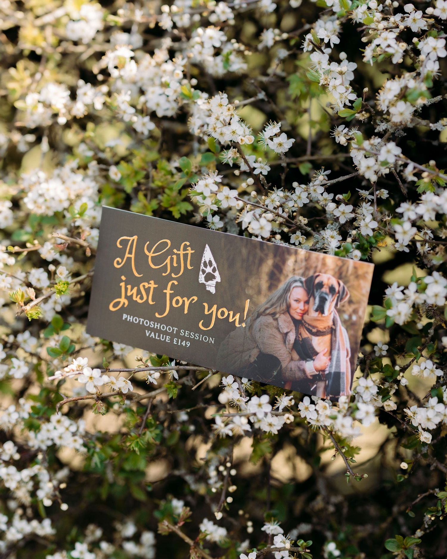 Gift card for a photoshoot session valued at $149, displayed among white spring blossoms on a flowering tree.