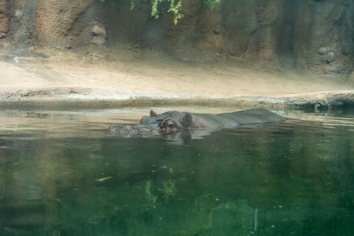 A hippopotamus partially submerged in green water near a rocky wall, with only its head visible above the surface.