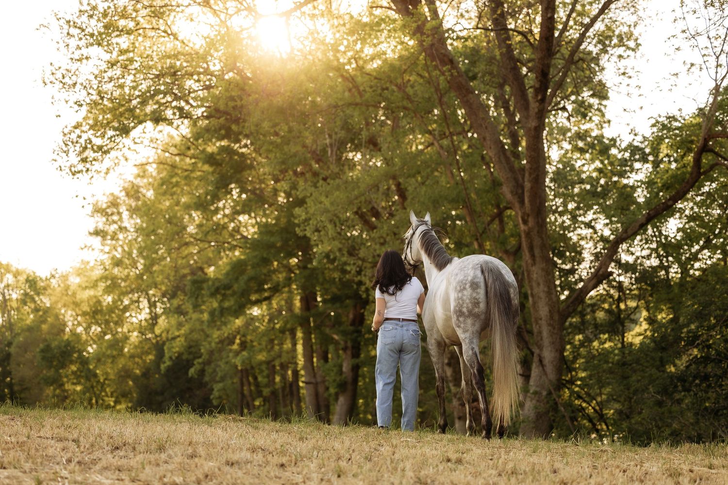 Woman leads a gray horse through a golden sunlit meadow surrounded by lush green trees.