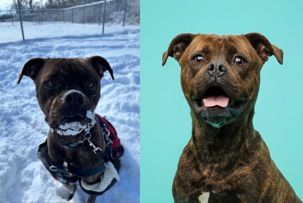 A brindle boxer dog playing in snow and a studio portrait of a brindle dog with tongue out on teal background.