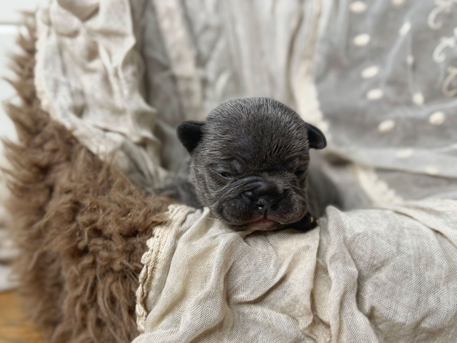 Tiny newborn French Bulldog puppy with gray fur resting on a soft cream blanket.
