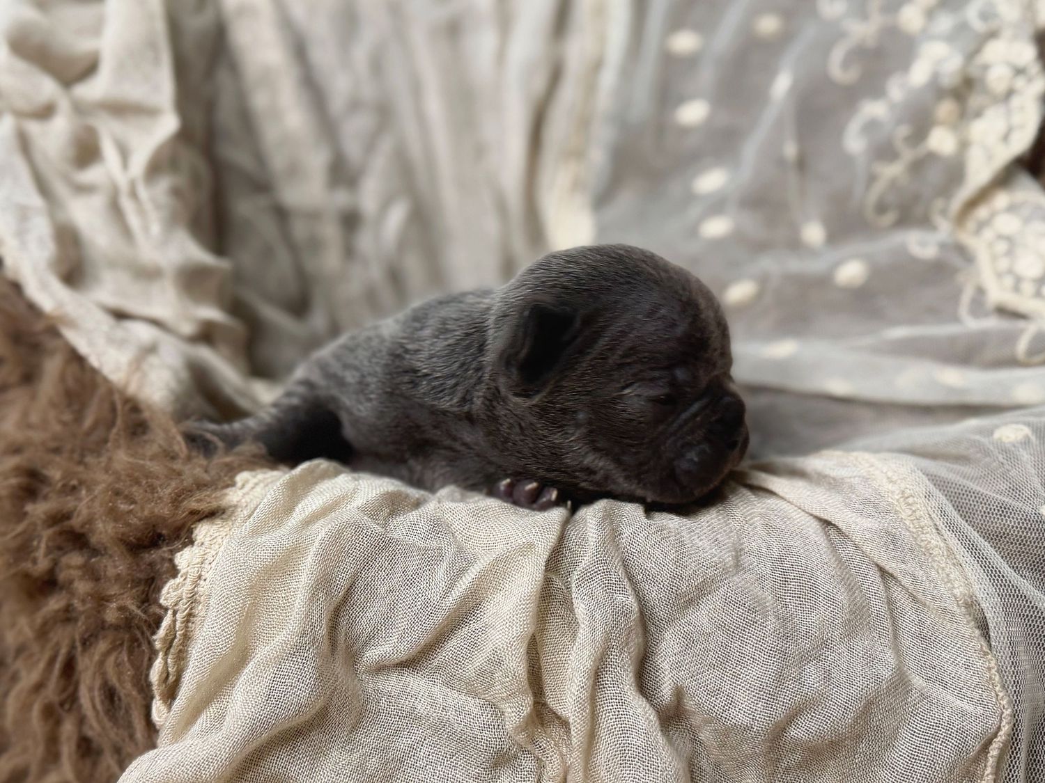 Tiny newborn black puppy sleeping peacefully on a soft cream blanket in a cozy nest.
