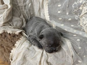 Newborn gray puppy sleeping peacefully on soft white lace fabric, curled up in a cozy nest.