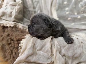 Tiny black newborn puppy sleeping peacefully on a soft beige blanket in a cozy nest.