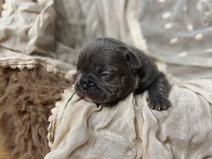 A tiny newborn dark-colored puppy resting on a soft beige blanket, with eyes barely open.
