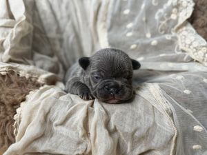 Tiny newborn gray French Bulldog puppy resting on a soft white muslin cloth, eyes still closed.