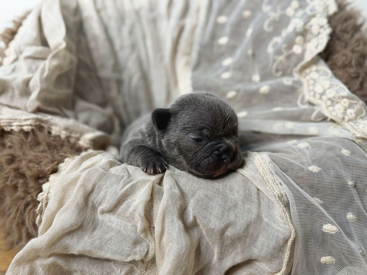 Tiny newborn gray puppy sleeping peacefully on soft white blankets in a cozy nest.