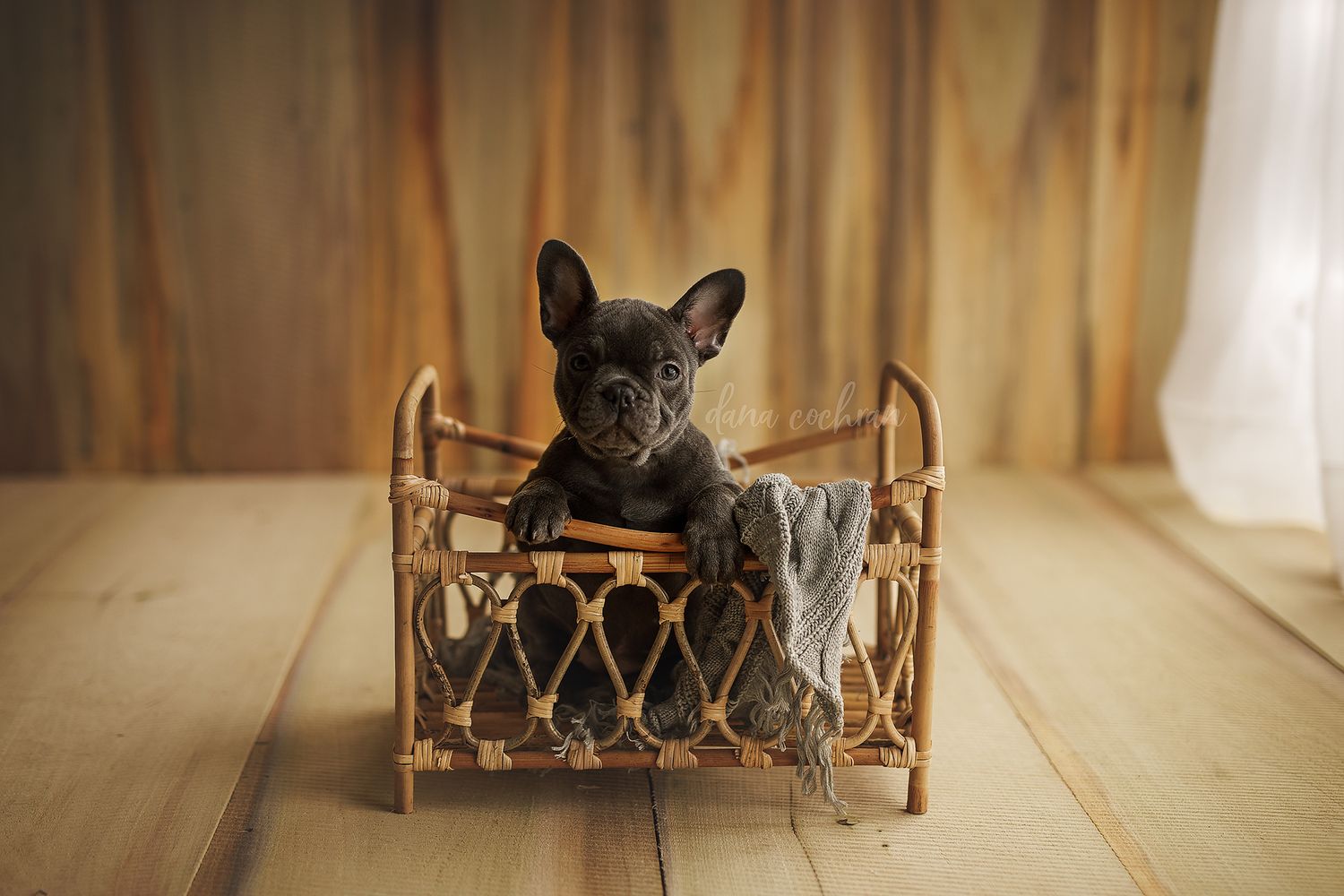 A black French Bulldog puppy sits in a small wicker bed on a wooden floor.