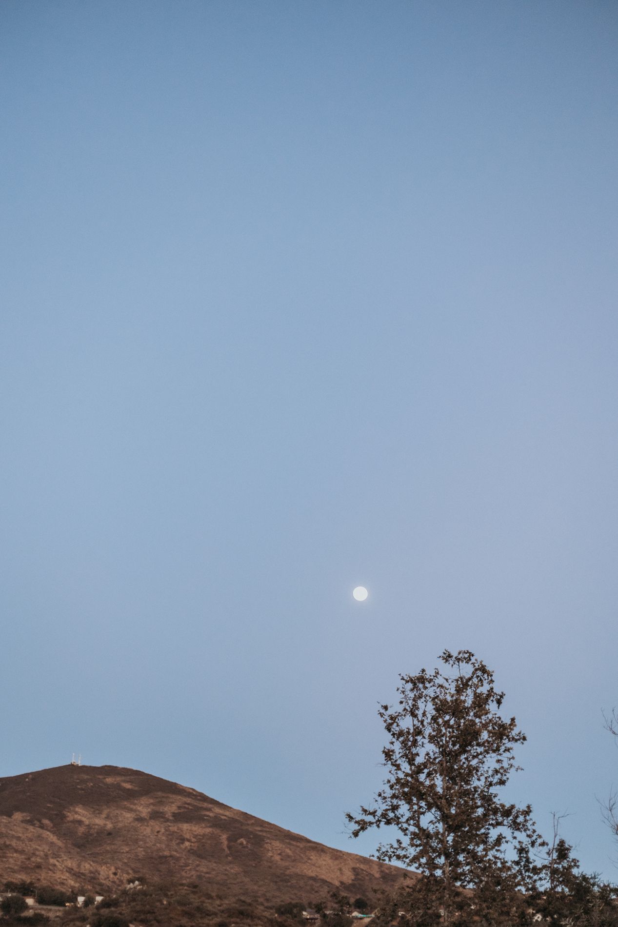 A lone tree silhouetted against a clear blue sky with a full moon rising above a barren desert hill at dusk in San Diego.