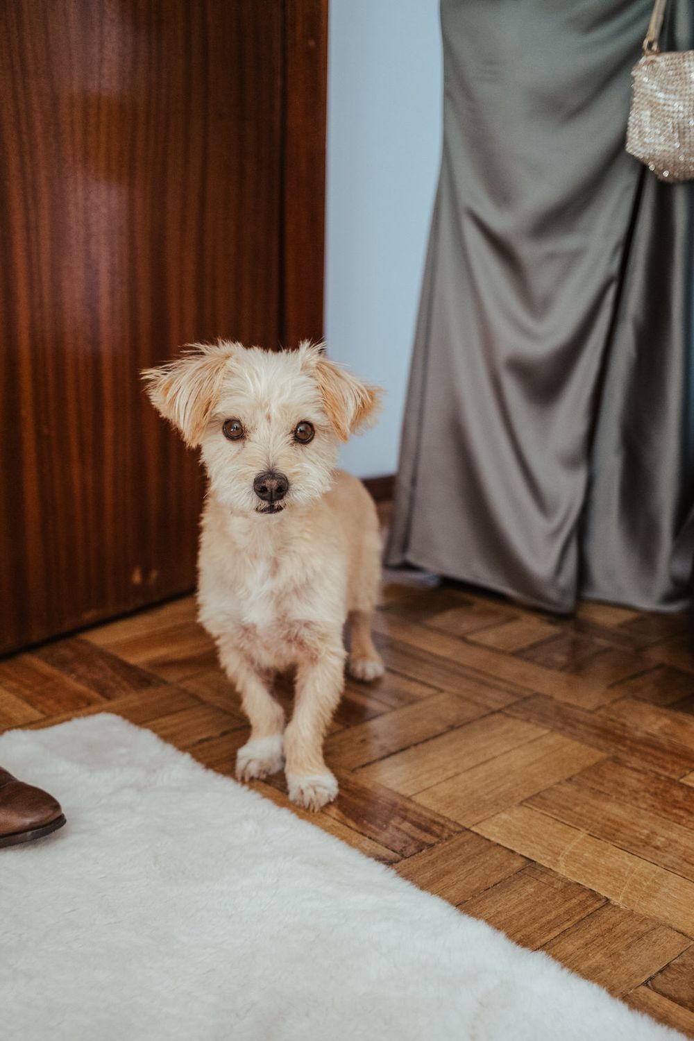 A small fluffy white dog stands on hardwood parquet flooring near a white rug, looking at the camera.