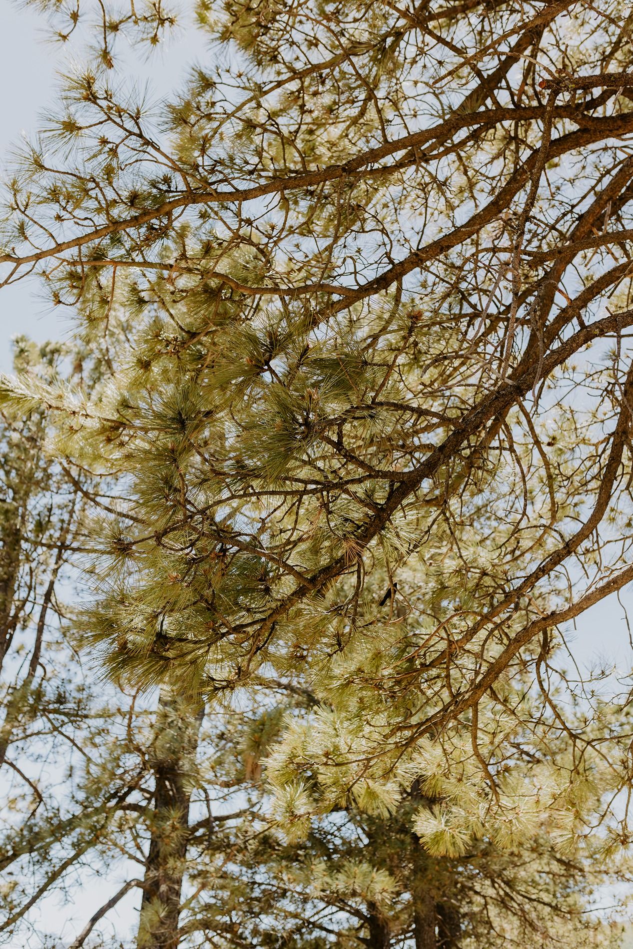 Low angle view of tall pine trees with golden-green needles against a pale sky in a serene forest setting at Lake Cuyamaca, Julian.