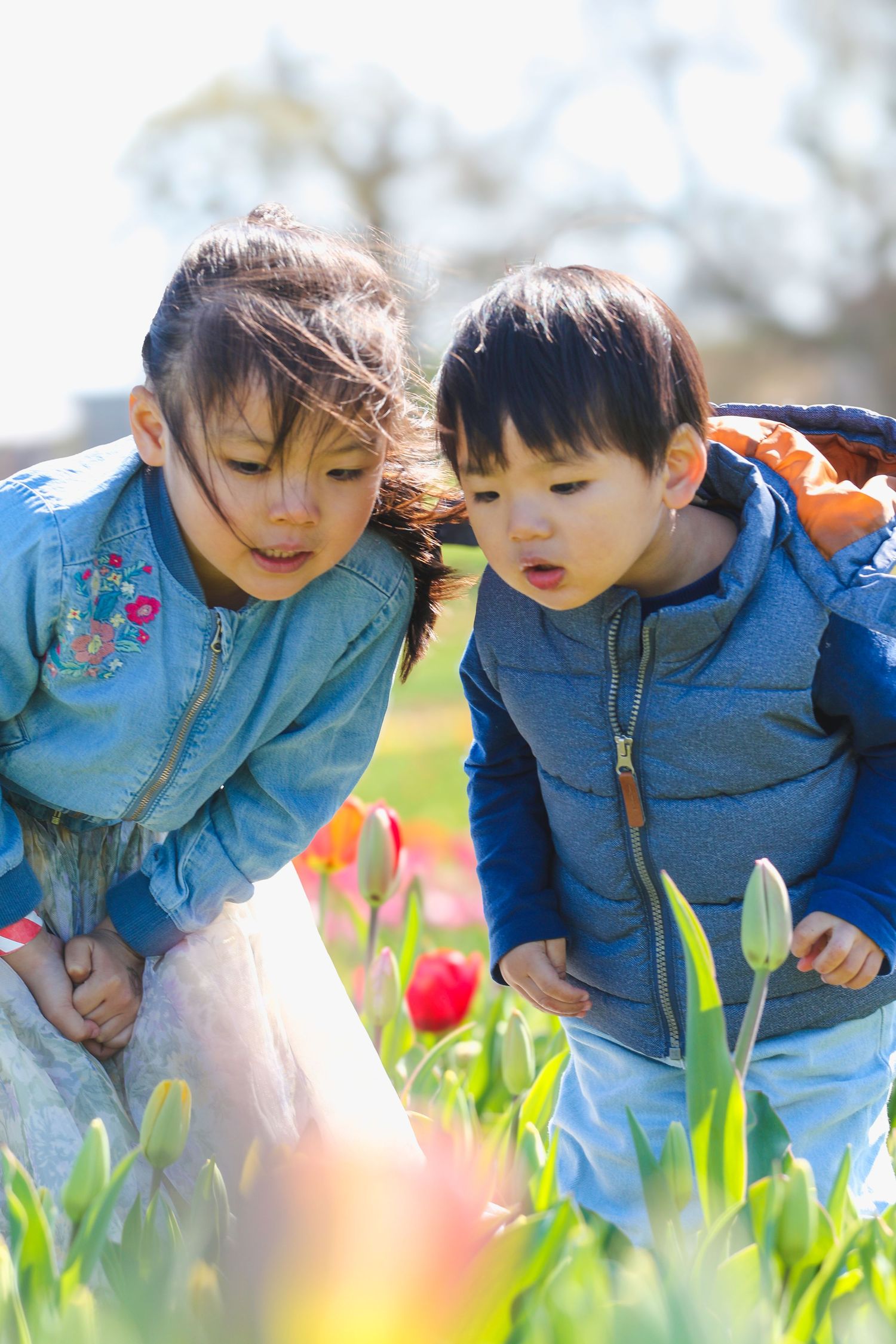 Two children in denim jackets bend down to closely examine blooming spring tulips in a garden.