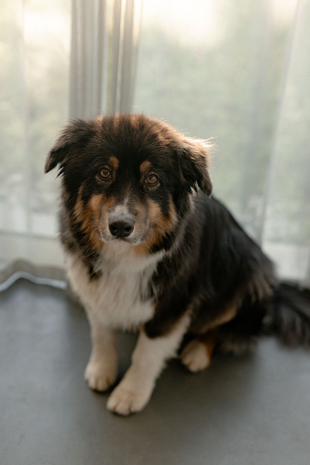 A black, white and brown Australian Shepherd dog lies on a dark floor near a bright window.