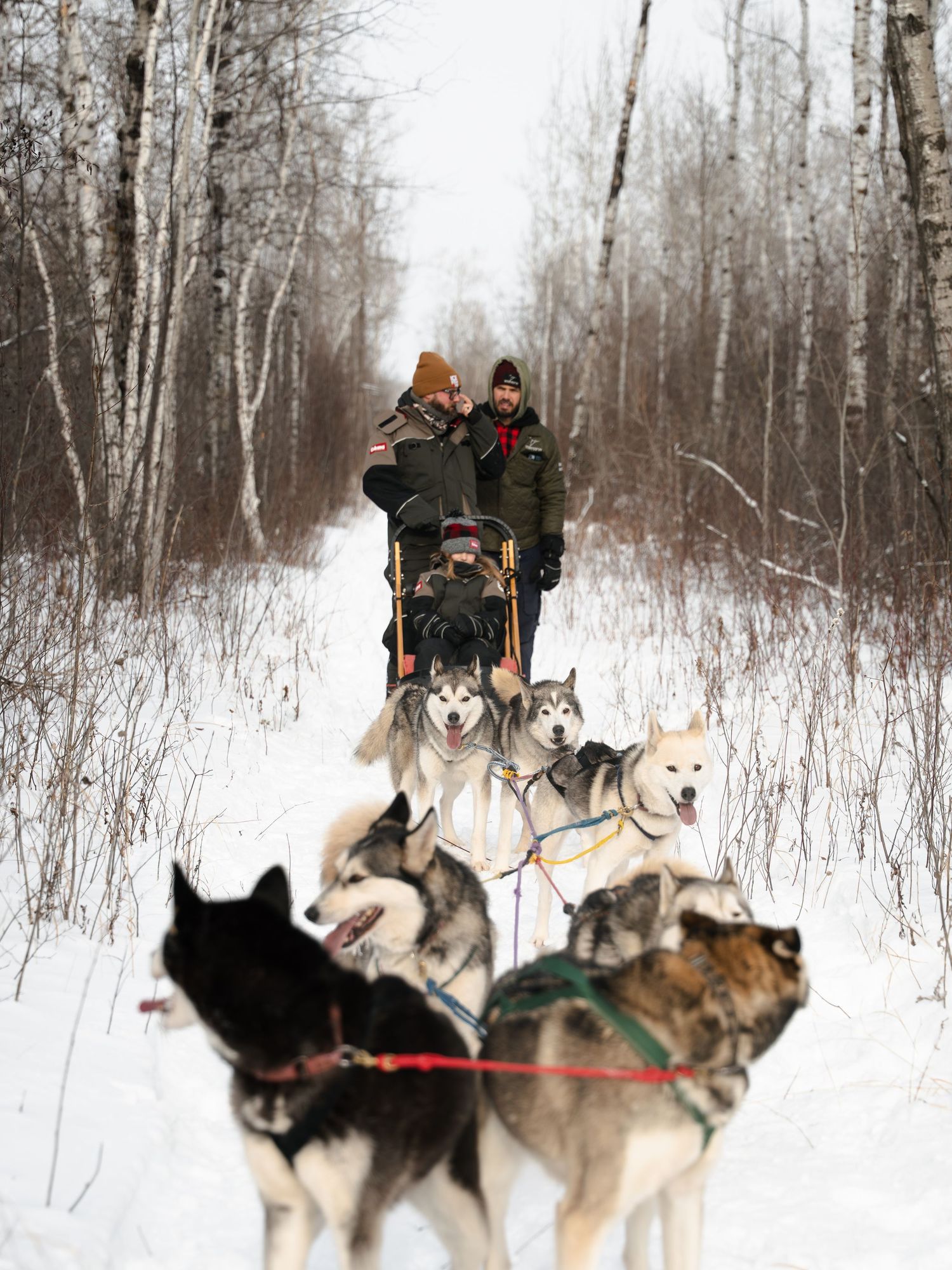 Harnessed sled dogs running through a snow-covered birch forest on a winter trail.