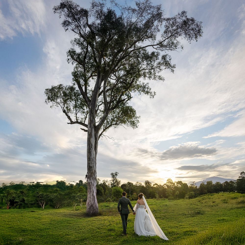 Bride and groom hold hands walking toward a tall tree in a lush green field at sunset.