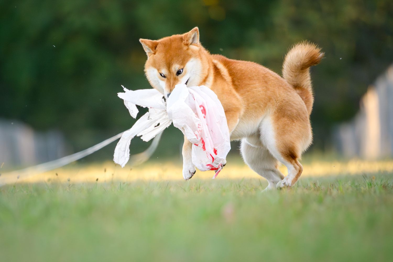 A Shiba Inu attacks the lure at a FastCAT event