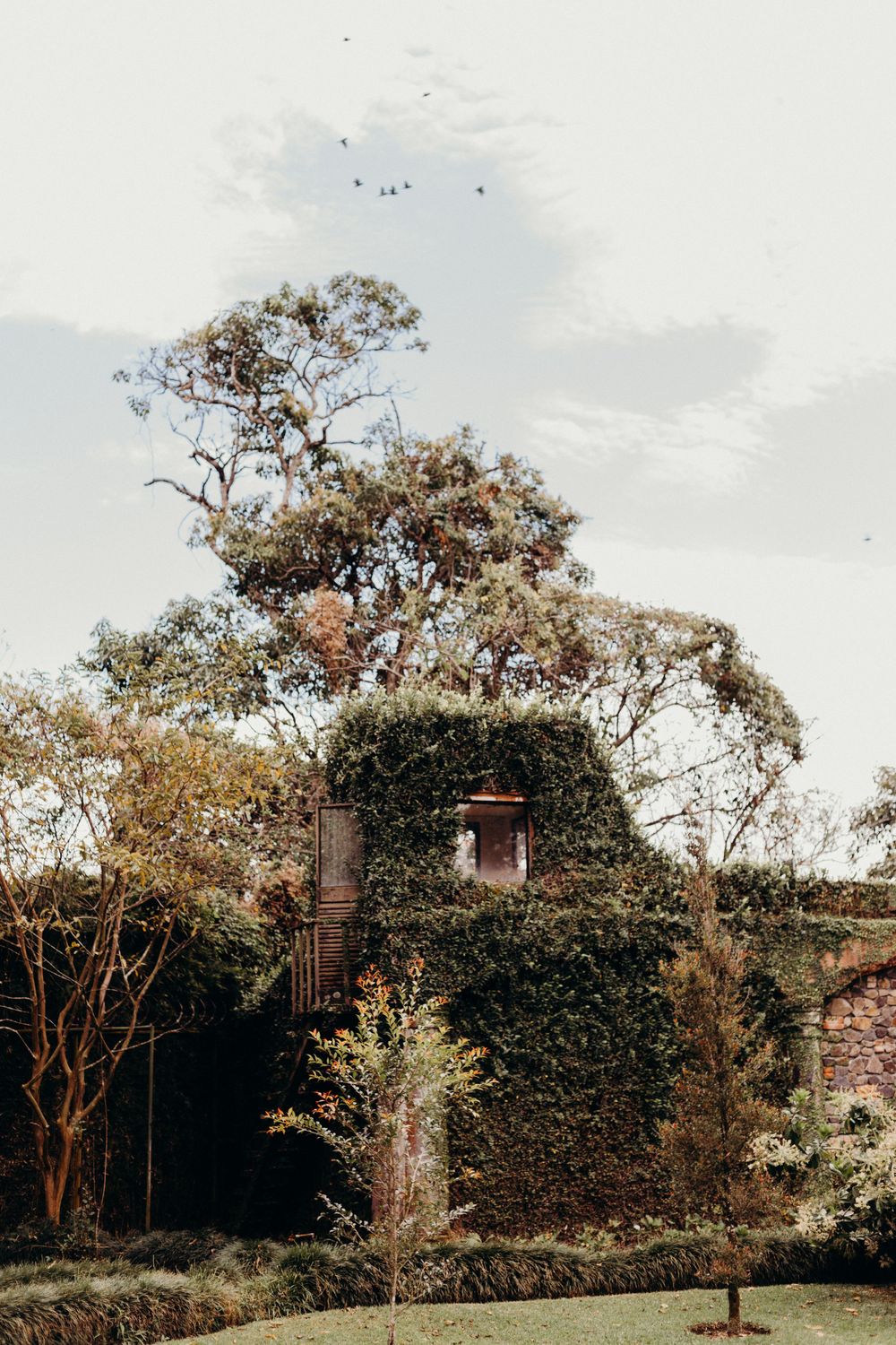 Ivy covered stone wall with a chimney and window frame surrounded by tall trees in a garden setting.