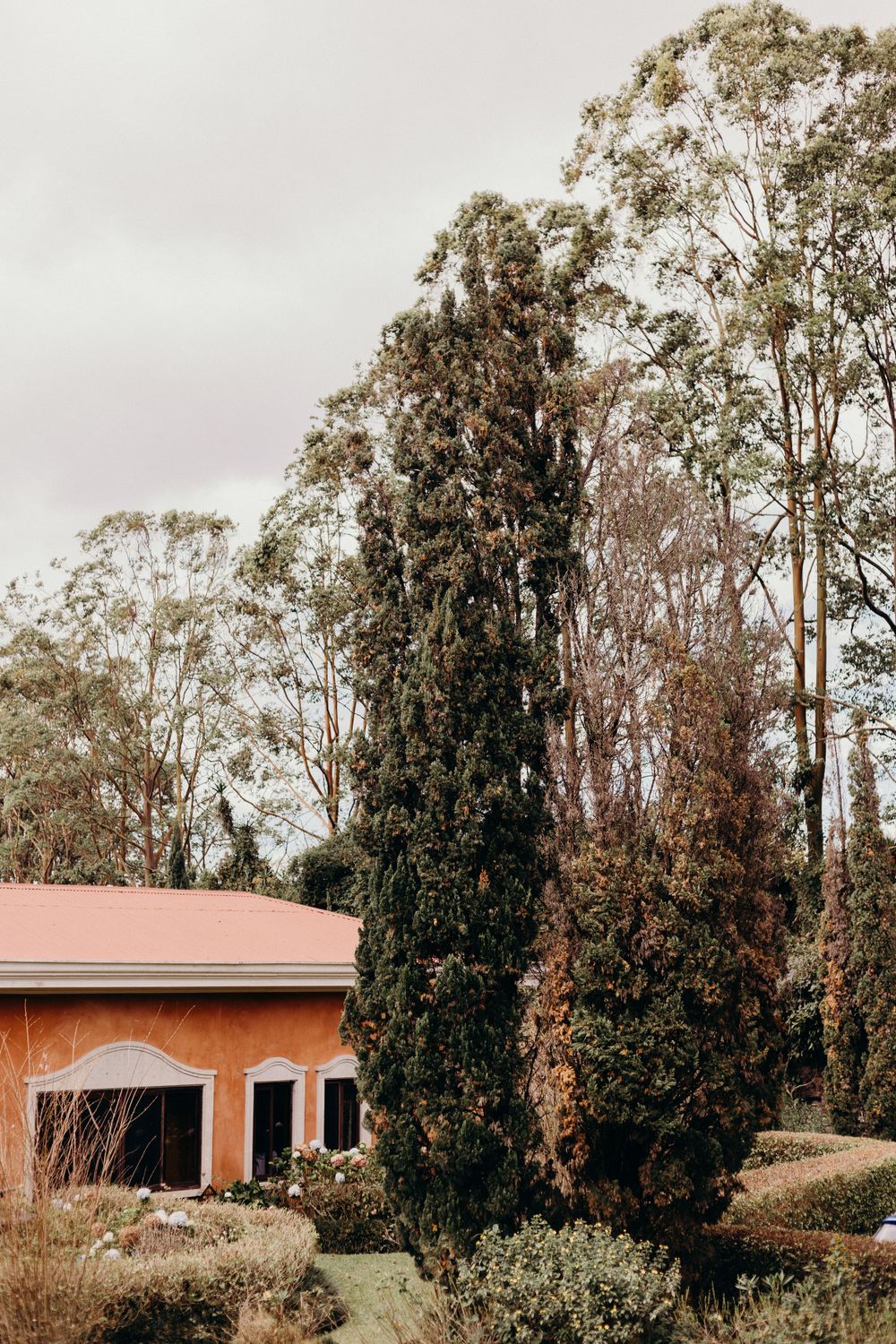 A rustic orange house with a terracotta roof sits among tall eucalyptus trees and cypress in a natural setting.