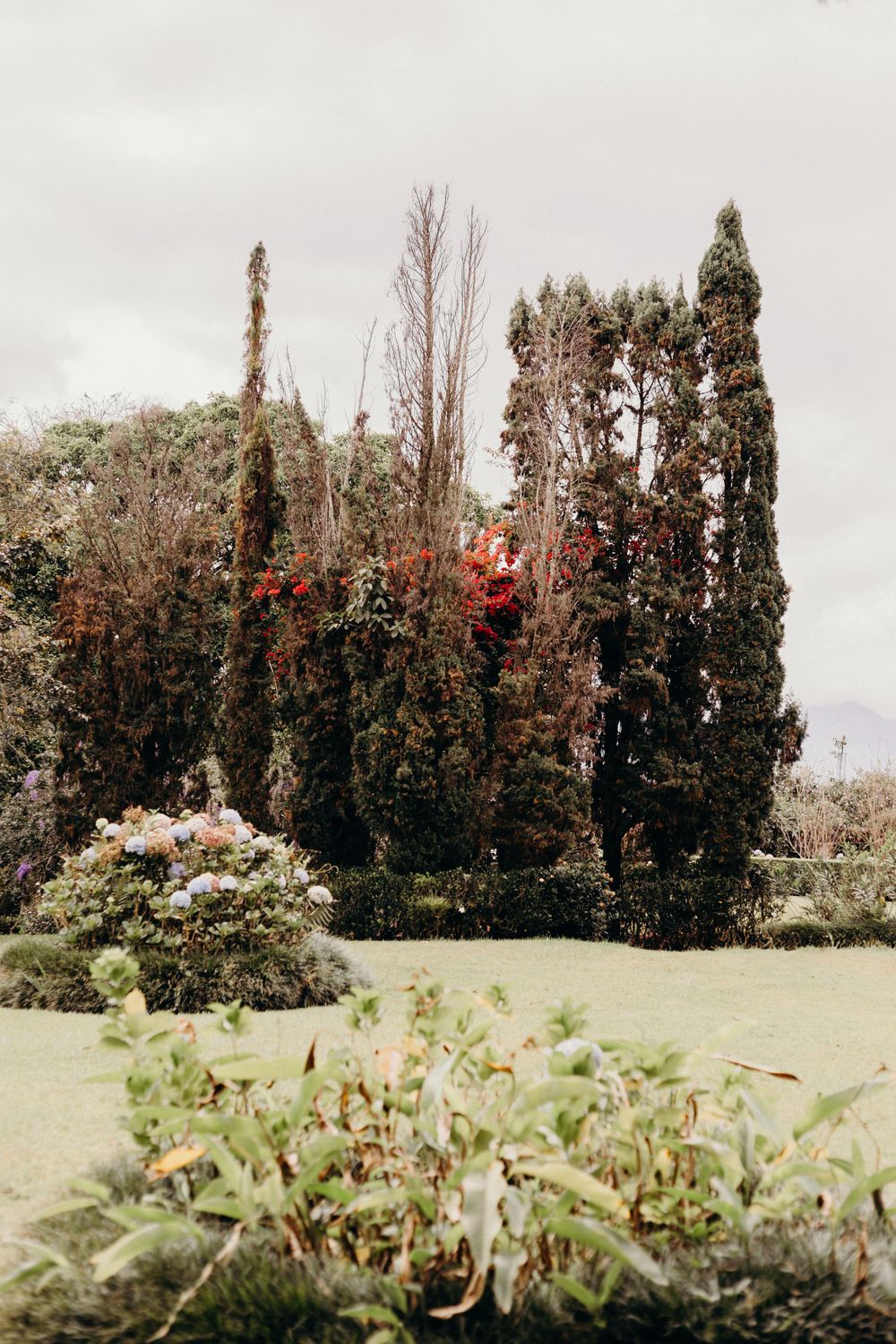 Tall cypress trees and flowering shrubs create a moody garden landscape under an overcast sky.