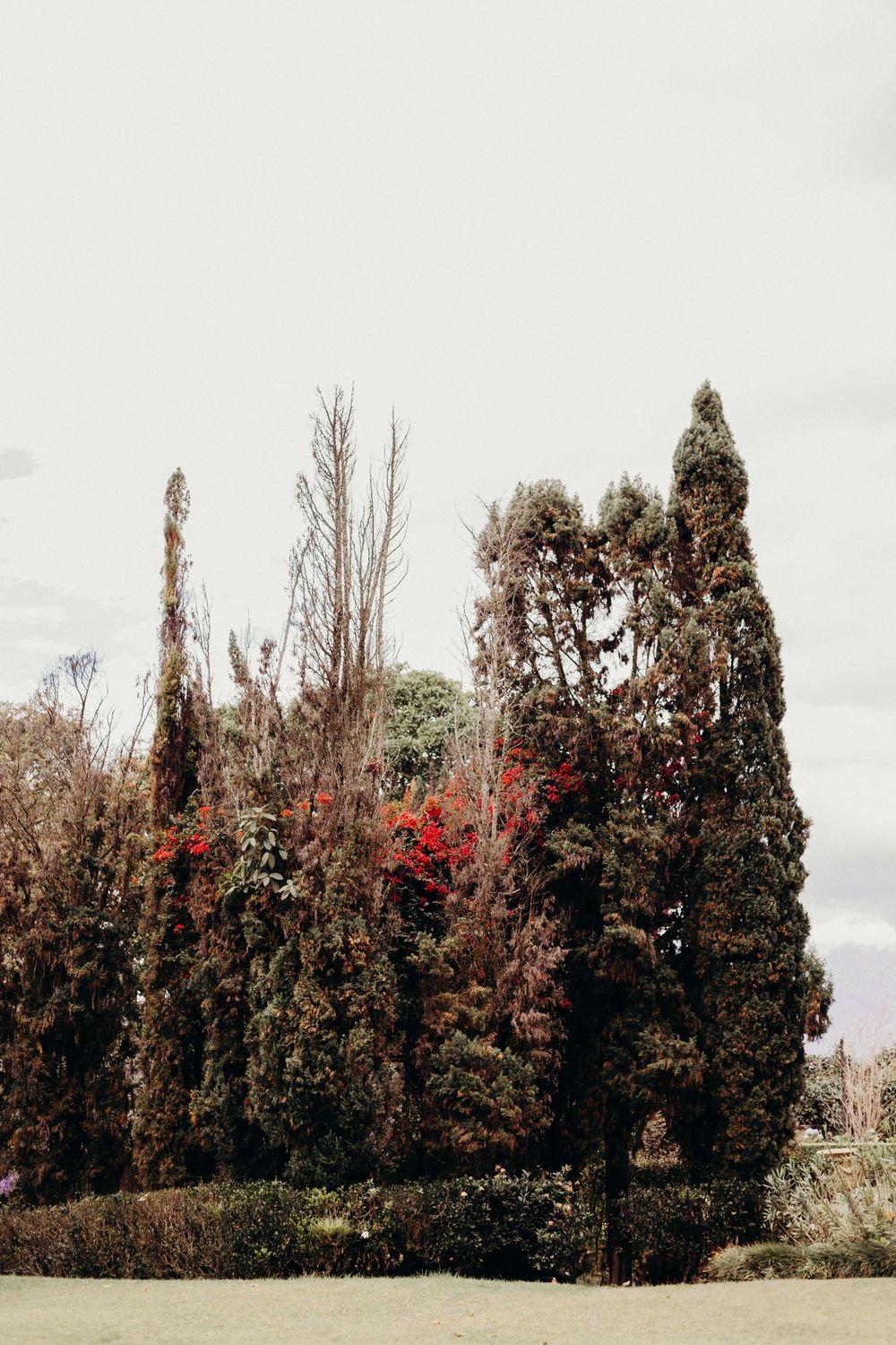 Tall evergreen trees and cypress create a dramatic garden border with pops of red flowers against a moody sky.