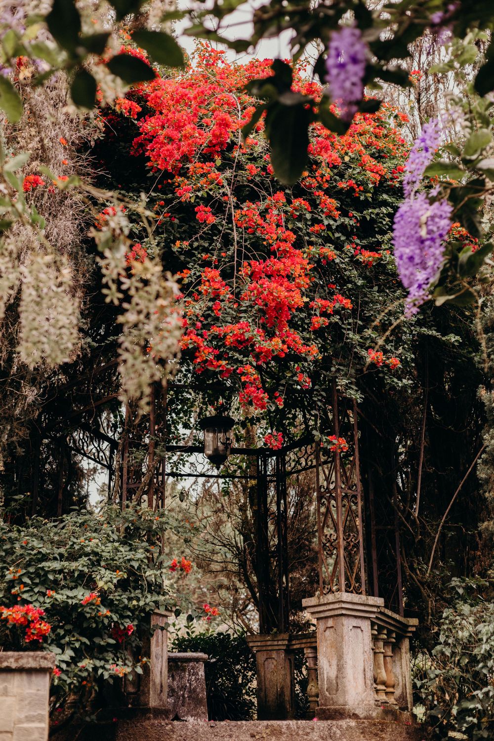 Beautiful red bougainvillea and purple wisteria flowers cascade over a stone archway in a lush garden setting.